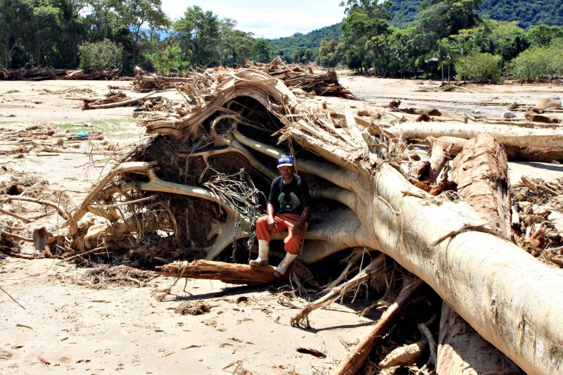 Árvore derrubada por chuvas no litoral do Paraná no início do ano: pela proposta, madeira poderá ser usada | Walter Alves / Gazeta do Povo