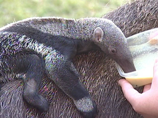 Filhote de tamanduá-bandeira é levado para hospital em Uberaba | Reprodução/Rede Integração
