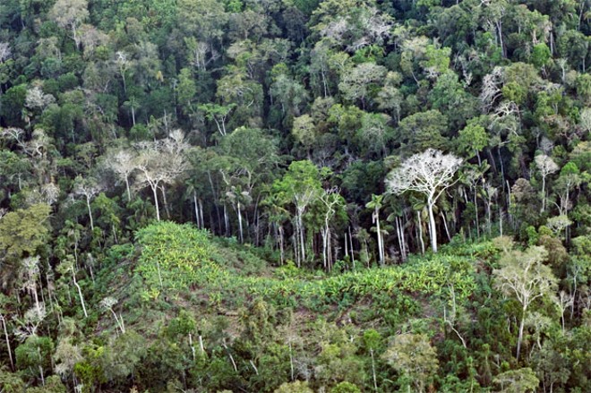 Plantação dos índios isolados em meio à selva | 