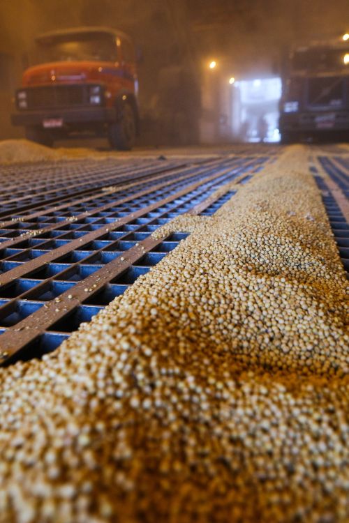 Descarregamento de soja em Paranaguá: dólar compensou queda do grão | Daniel Castellano/Gazeta do Povo