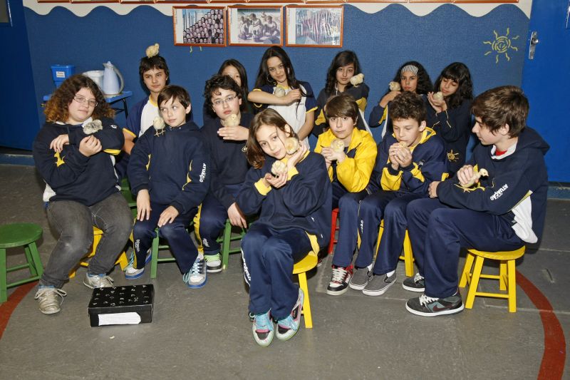 Os estudantes da Escola Atuação ficaram responsáveis pelos pintinhos | Antonio More/Gazeta do Povo