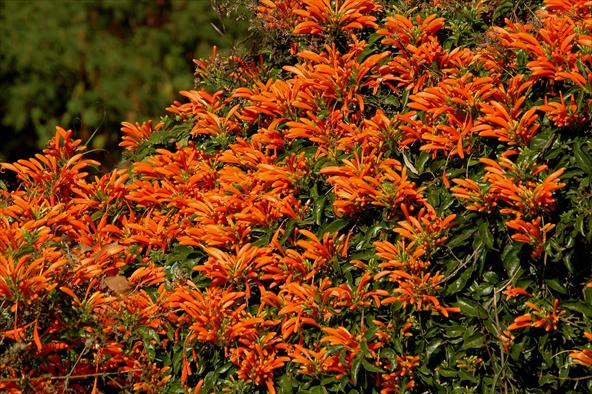 | Colaboração Helena da Cunha