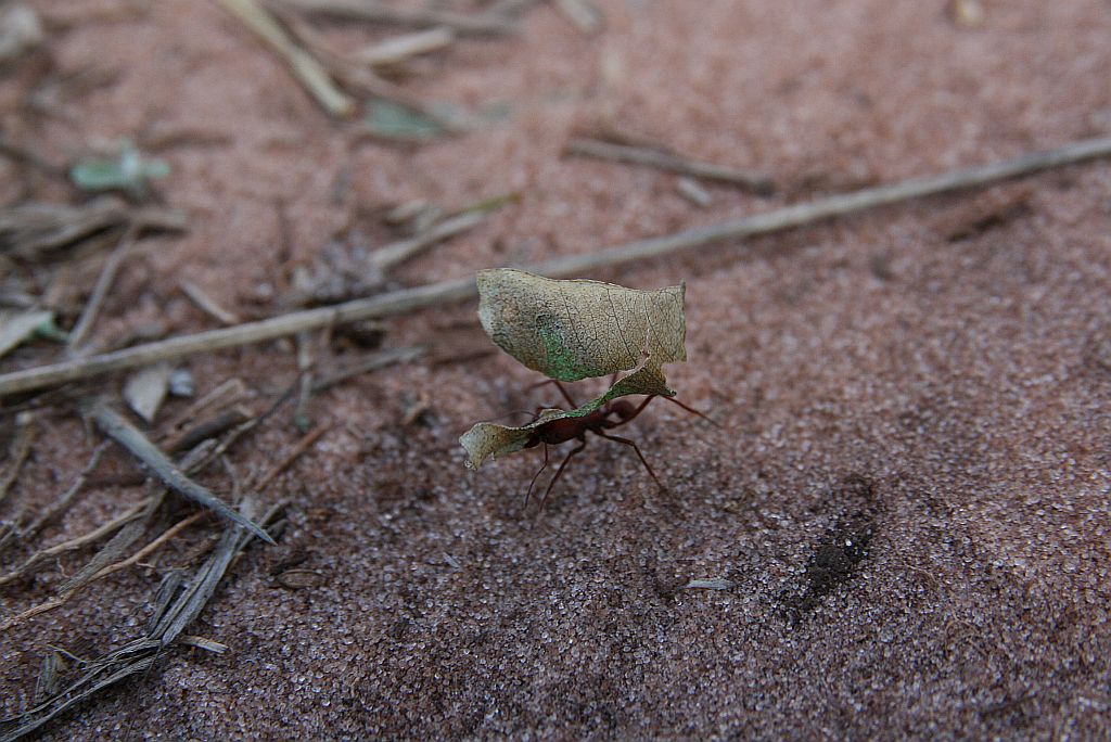 De acordo com a Seab, na região Noroeste predomina a espécie saúva, que ataca principalmente capins | Osmar Nunes / Gazeta do Povo