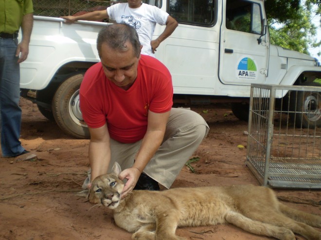 Onça parda será levada para o Zoológico de Curitiba | 