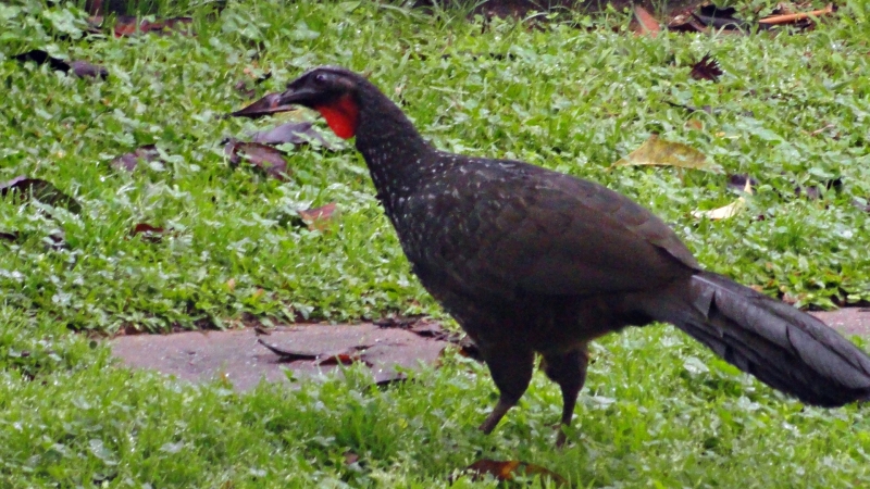 | Colaboração Herbert Richert