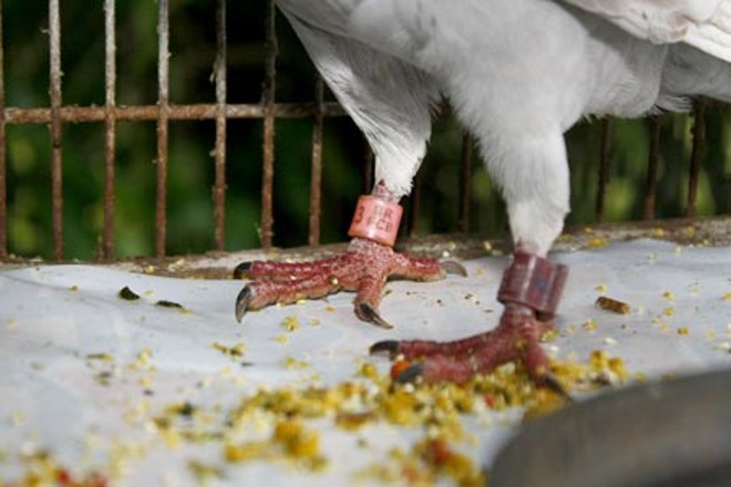 Ele foi encontrado por um advogado na semana passada | 