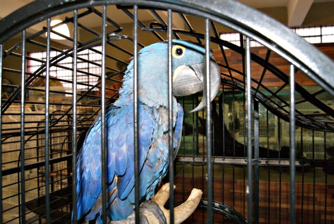 A arara-azul, um dos animais apreendidos, está entre as espécies mais procuradas por estrangeiros |