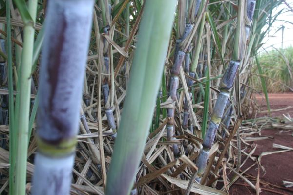 | Dirceu Portugal/Gazeta do Povo