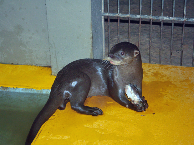 Lontra resgatada de vilarejo na floresta amazônica. Animal passará por reabilitação antes de ser solto | Foto: Divulgação/Ampa