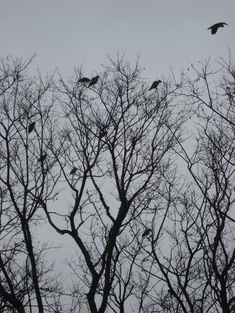 | Sônia Geara Quadros