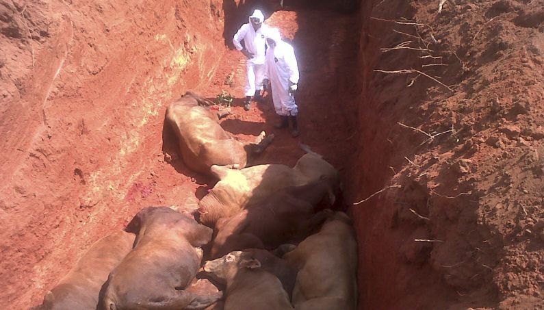 Funcionários do governo do Paraguai supervisionaram nesta quinta-feira (22) o enterro de mais de 800 cabeças de gado sacrificadas por terem sido expostas à febre aftosa em San Pedro de Ycuamandyyu, 325 km ao norte de Assunção | Reuters/Senacsa