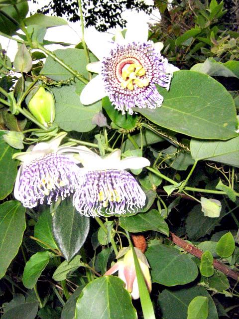 | Cláudio Feldenss/Gazeta do Povo