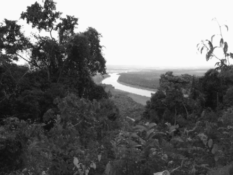 Seringais da Região Amazônica: 70 mil sementes foram retiradas do local e levadas para produzir borracha nas colônias inglesas |