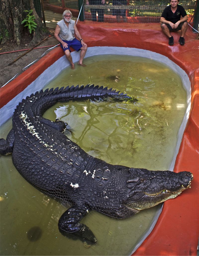O crocodilo "Cassius" | AFP / Brian Cassey