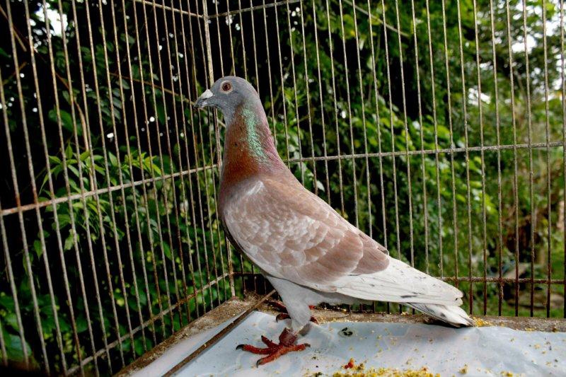 Desidério saiu de Jacarezinho e deveria voar até Florianópolis. Foi parar em Tibagi | Christian Camargo