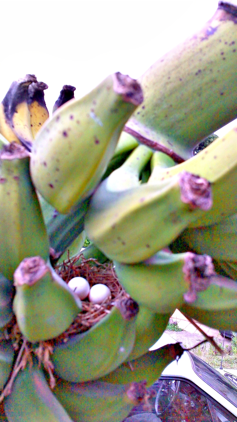 | Jonathan Campos/Gazeta do Povo