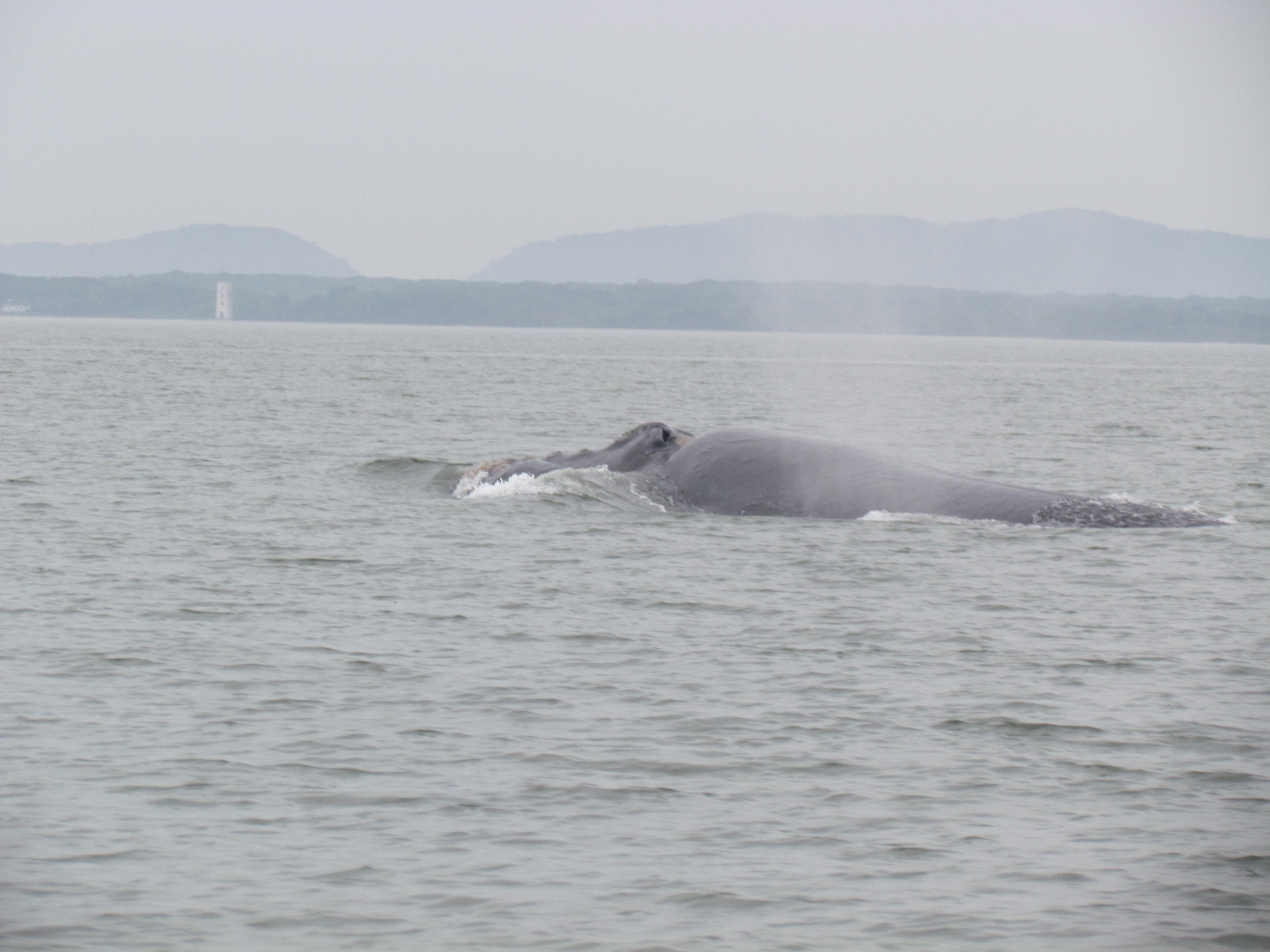 Filhote de baleia foi fotografado na tarde desta sexta-feira | Antonio Carlos Nunes Júnior