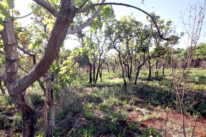 Vegetação retorcida e com caules finos: dos 103 mil hectares de cerrado que restaram no país, 1,8 mil estão no Paraná |
