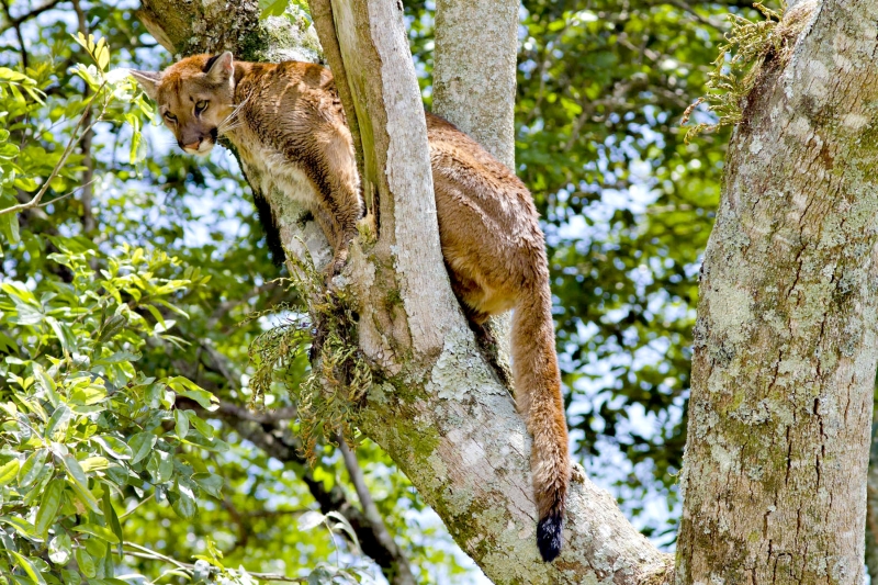 Onça-parda teve de ser acertada com cinco dardos sedativos para poder ser resgatada: susto e surpresa | Christian Camargo/ PREFEITURA MUNICIPAL