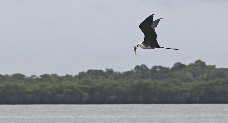 Ao fundo, a área de Pontal do Paraná que pertence à Subsea 7: empresa afirma que usaria menos de 2% do terreno | Jonathan Campos/Gazeta do Povo
