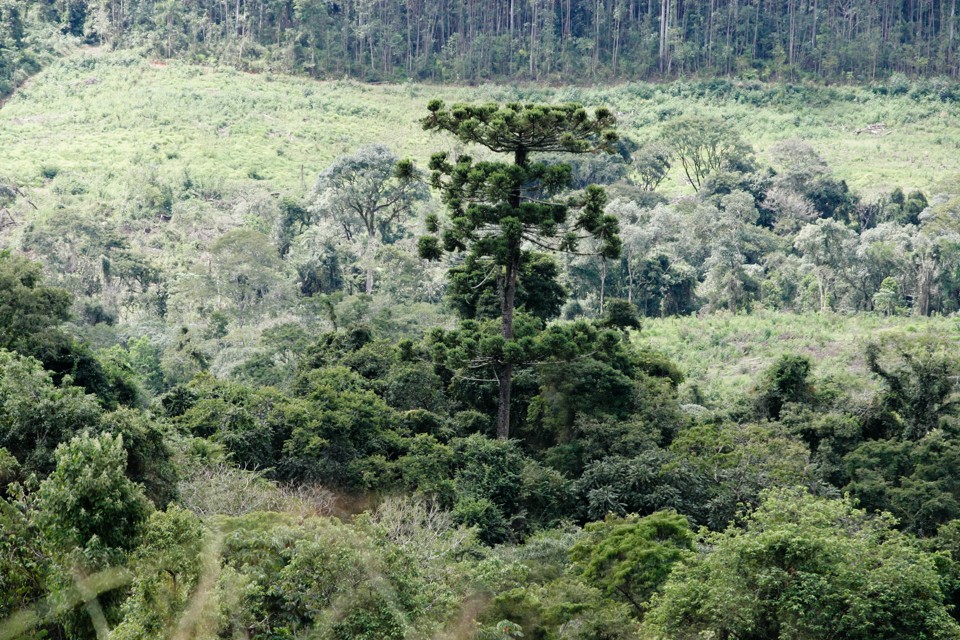 Um dos mistérios é sobre o pinheiro que virou pedra. | Henry Milléo/ Gazeta do Povo