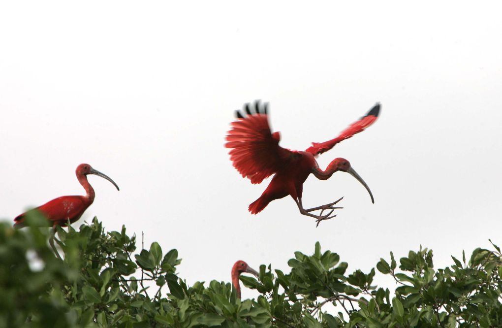 O Guará, símbolo de Guaratuba | Antônio Costa/ Gazeta do Povo