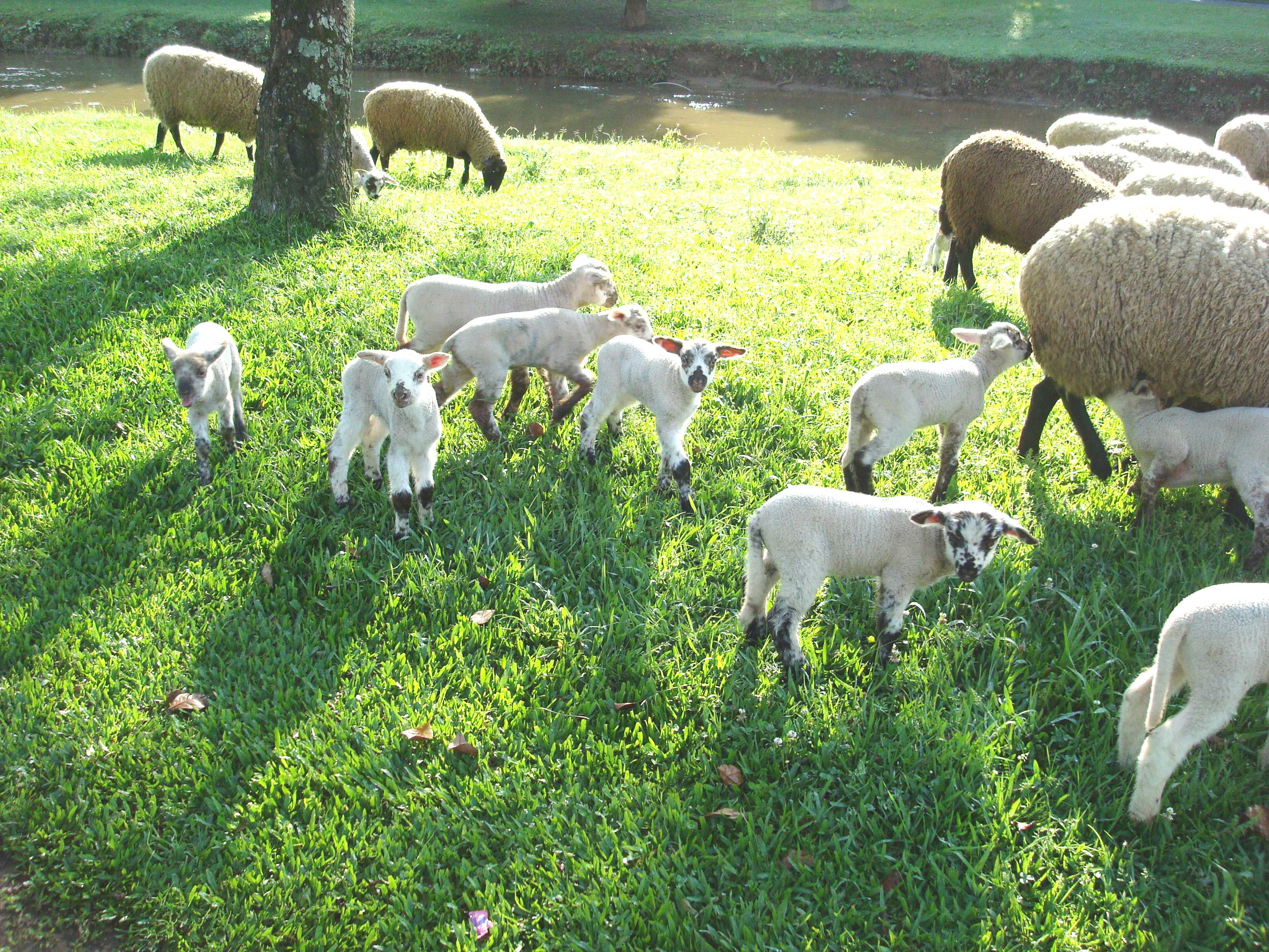 O leitor Alvaro Antunes esteve no Parque Barigui e ficou encantado com os novos moradores do local. De acordo com a Prefeitura de Curitiba, são 18 filhotes de três ovelhas que estão vivendo no Parque. Segundo o criador que os acompanhava no Parque neste sábado, os filhotes nasceram em um intervalo de duas semanas. As imagens foram registradas pelo leitor | Alvaro Antunes / Internauta