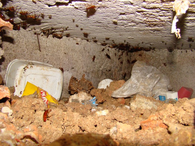 Baratas infestam vão, próximo ao teto de cela da cadeia de São José dos Pinhais | 