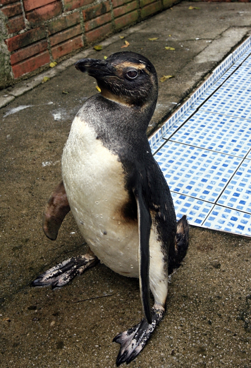 Pinguins na costa são sinais de que há muita poluição no mar ou que os animais estão com problemas | Priscila Forone / Gazeta do Povo