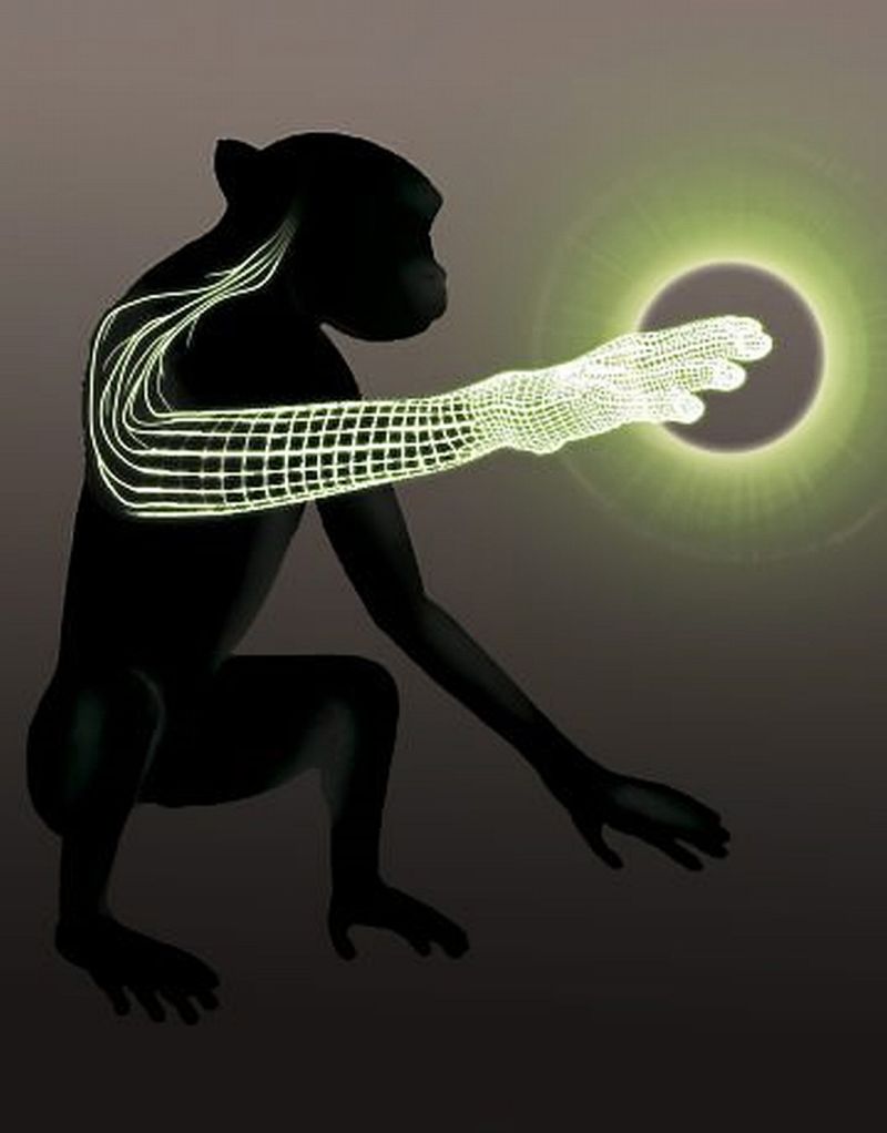 Ilustração sugere como macacos sentem objetos usando o cérebro | Reprodução/Natura