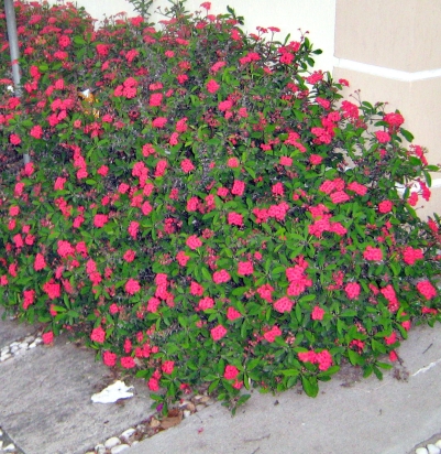 | Cláudio Feldens/Gazeta do Povo