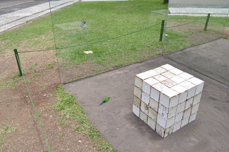 Imagem mostra ave morte. Segundo Cirino, morte ocorreu após colisão com obra do MON | Roberto Pereira Cirino/Passarinhando