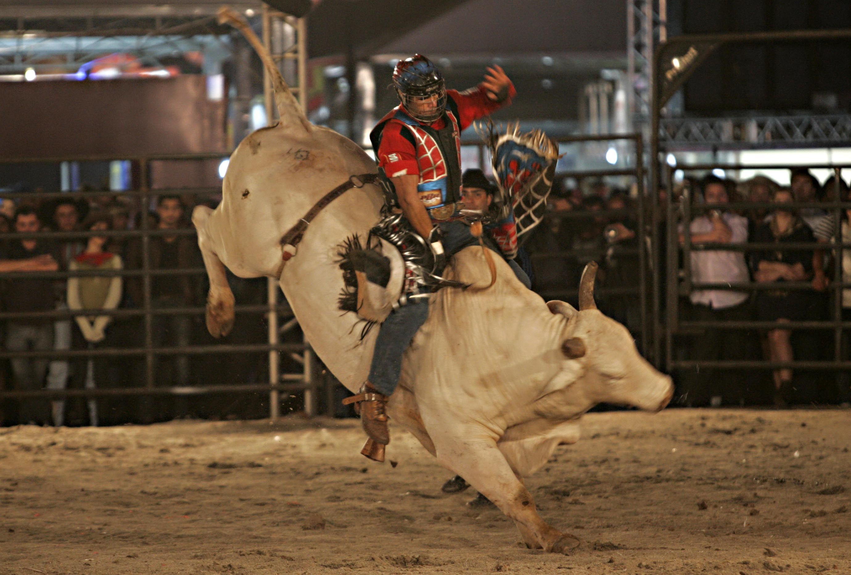 Justiça voltou a permitir instrumentos que estimulam touros a pular no Brahma Super Bull, que acontece em Pinhais neste fim de semana | Marco André Lima / Agência de Notícias Gazeta do Povo