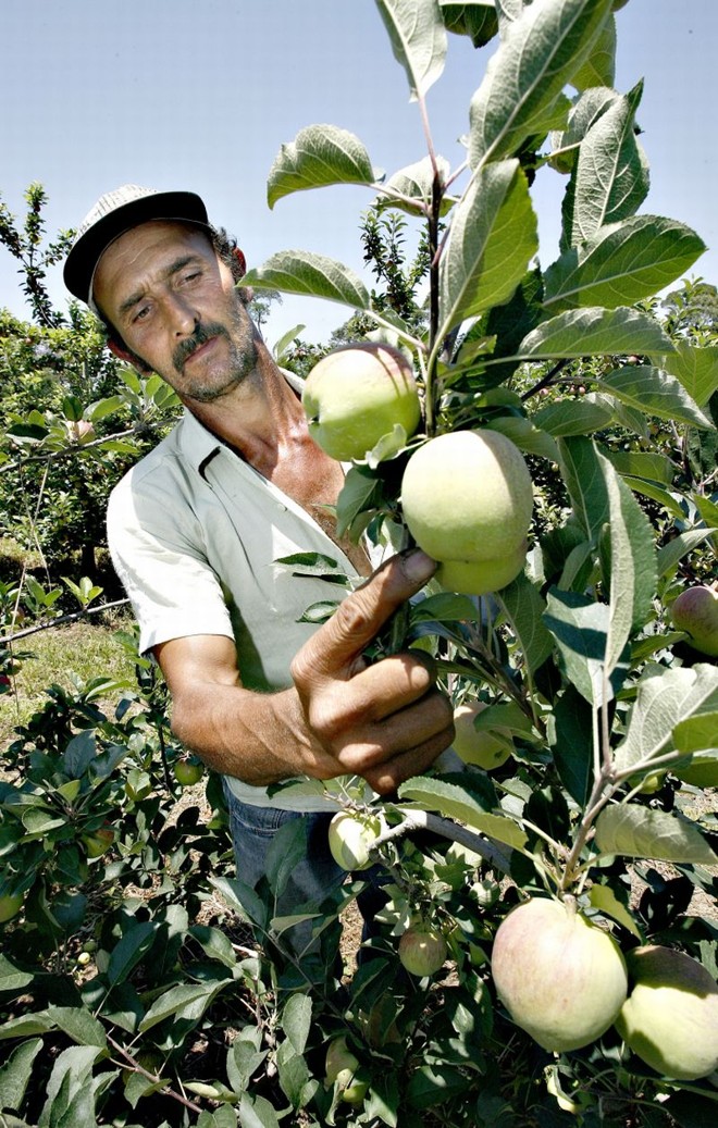 Silvestre Upalo quer se associar à cooperativa para aumentar a produção de maçã e kiwi |