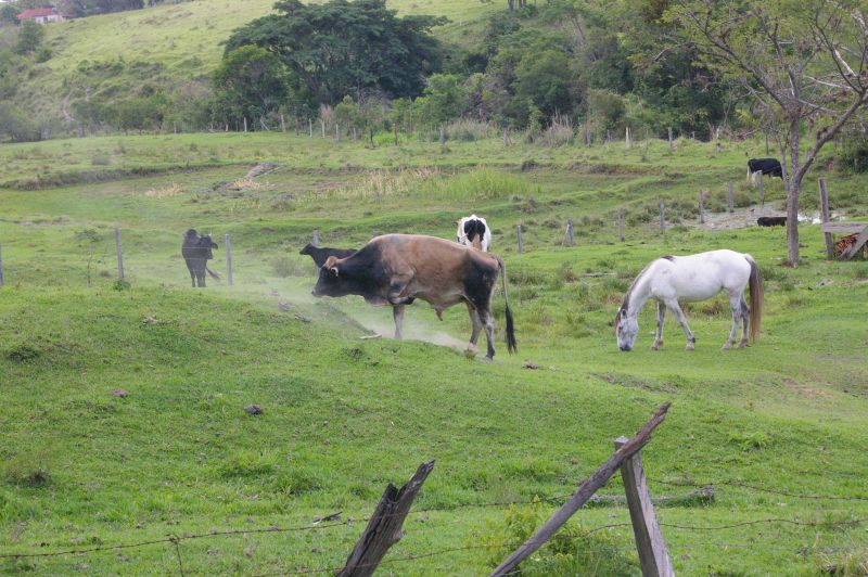 Enfurecido, o boi teve de ser abatido após atacar três pessoas | Antônio de Picolli/Gazeta do Povo