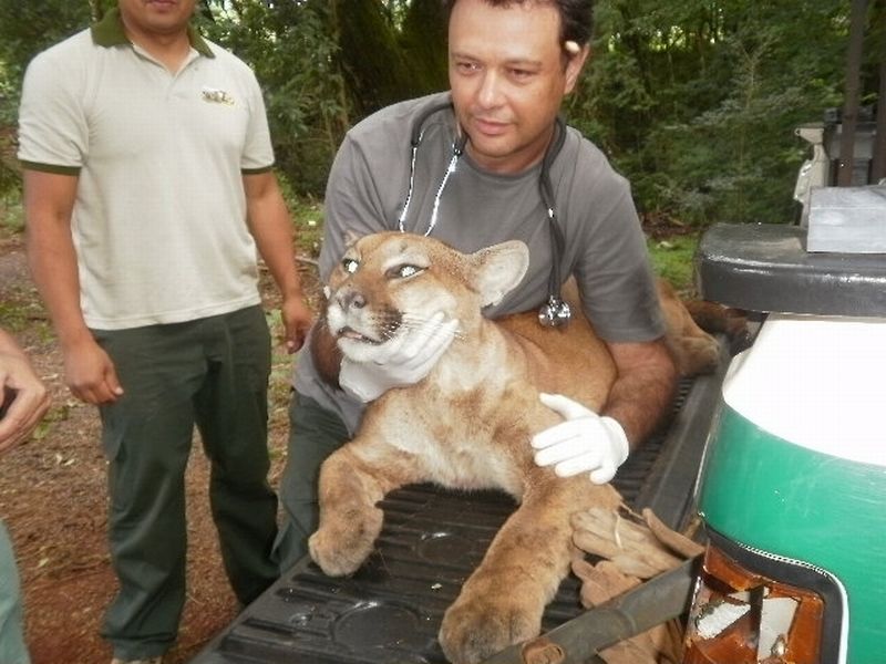 Um médico veterinário do Zoológico de Cascavel deu um tranquilizante para a onça | Divulgação / Polícia Ambiental
