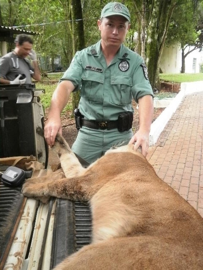 Animal foi encaminhado ao Parque Municipal Danilo Galafasse (Zoológico de Cascavel) | 