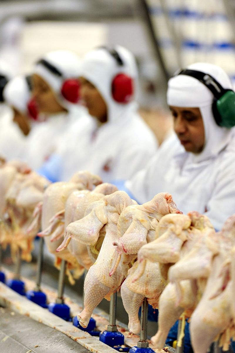 Abatedouro em Maringá (Noroeste do Paraná): embarques de frango, soja e açúcar representam quase metade das exportações do estado | Fábio Dias/ Gazeta do Povo