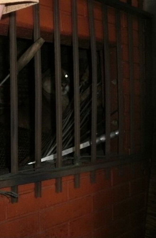 Grade foi colocada na churrasqueira, em Corbélia, para isolar o animal |