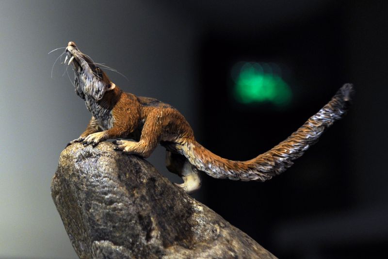 O animal foi considerado por seus descobridores parecido ao personagem Scrat, simpático esquilo protagonista de A Era do Gelo | AFP PHOTO / DANIEL GARCIA