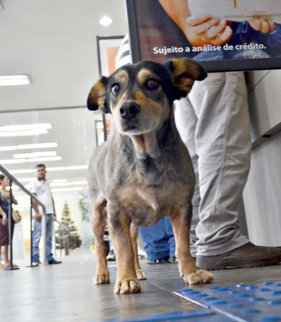 Destino de Pitoco está em debate | Walter Pereira/Tribuna do Interior