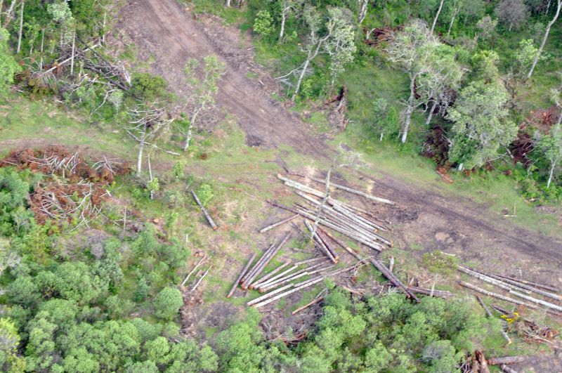 Em Inácio Martins foram observados pelo Ibama toras de araucária e imbuia em desmatamento registrado em sobreevoos recentes | Divulgação Ibama