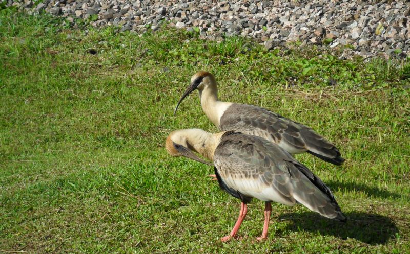 | Cláudio Feldens/ Gazeta do Povo