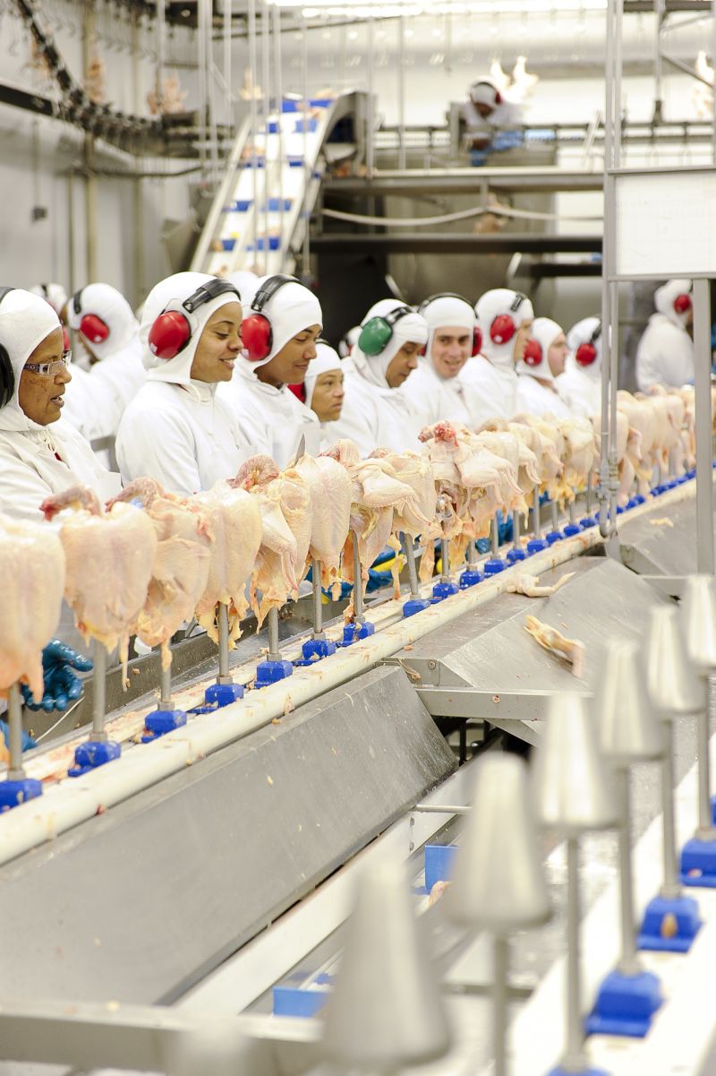 Pesquisa do IBGE mostra novo recorde nacional da indústria de frango | Fábio Dias/Gazeta do Povo