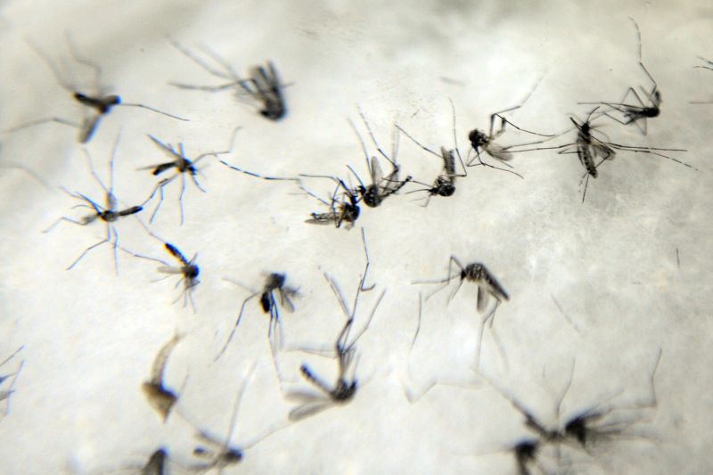 Aedes aegypti, que pica durante o dia, é bem menor que um pernilongo e tem patas com pintas brancas | Fábio Rodrigues Pozzebom/ABr
