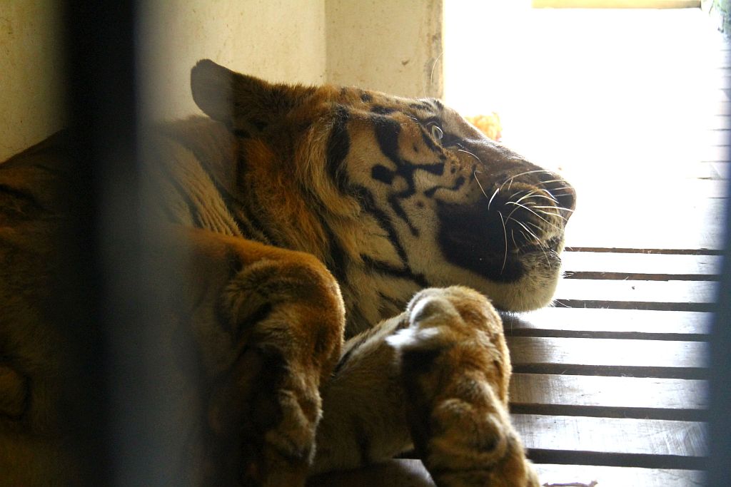 Quem visitar o Zoológico de Curitiba a partir de hoje poderá conhecer o seu mais novo habitante. É o Shogum, um tigre de Bengala macho | Jaelson Lucas/SMCS