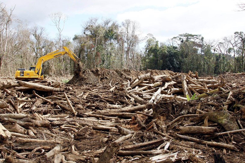 Madeira acumulada será removida em até quatro meses de trabalho | Divulgação/Agência de Notícias do Estado