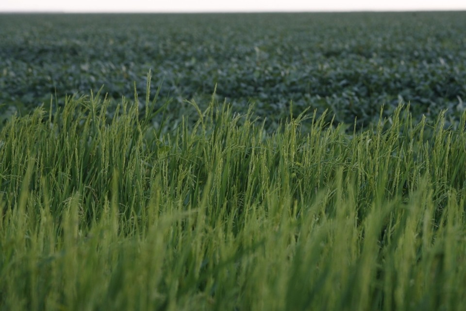Os principais produtos da agricultura paranaense Safra de arroz e soja | Jonathan Campos / Agência de Notícias Gazeta do Povo