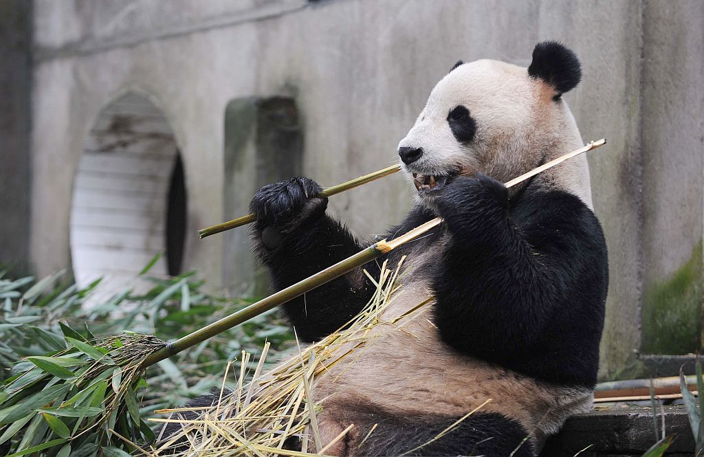 Panda aproveita refeição antes de ser enviado para o Reino Unido | AFP