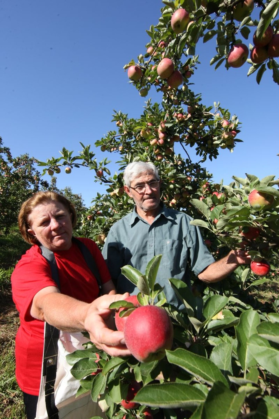 Luiz Gogola e Maria Dobranski Gogola plantam maçã eva, desenvolvida pelo Iapar, há seis anos. A variedade é mais resistente a doenças e é colhida antes das variedades tradicionais, como a gala | Aniele Nascimento/Gazeta do Povo